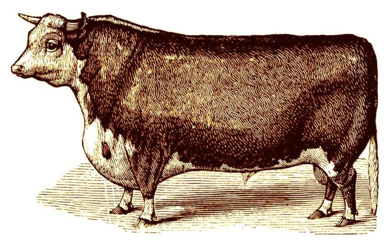 cropped-logo-heritage-bull